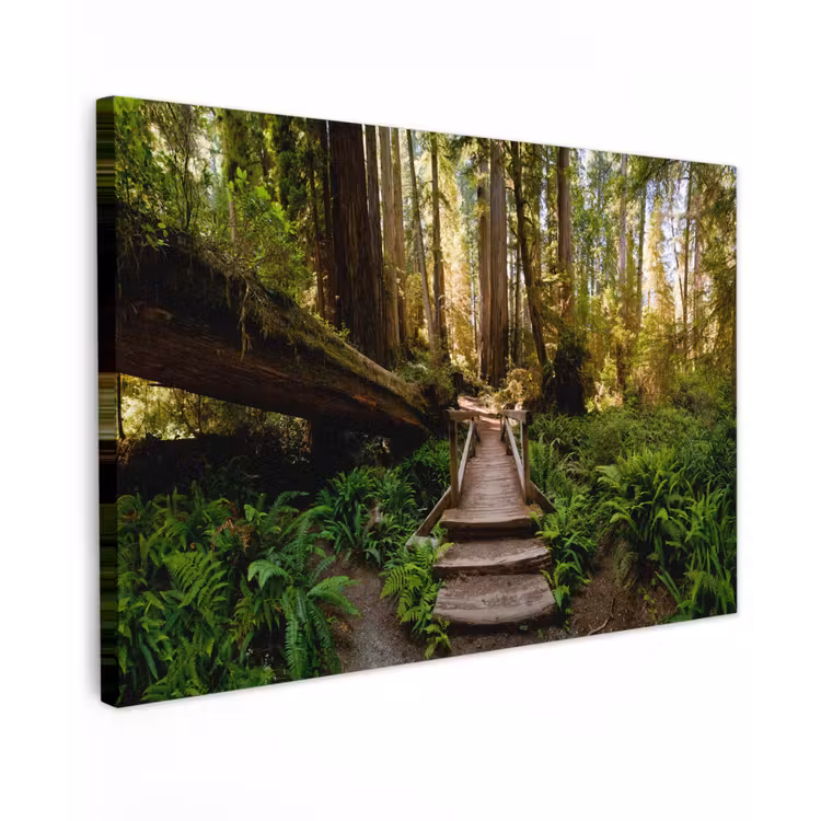Canvas schilderij - Jungle - Natuur - Trap - Bomen — 1