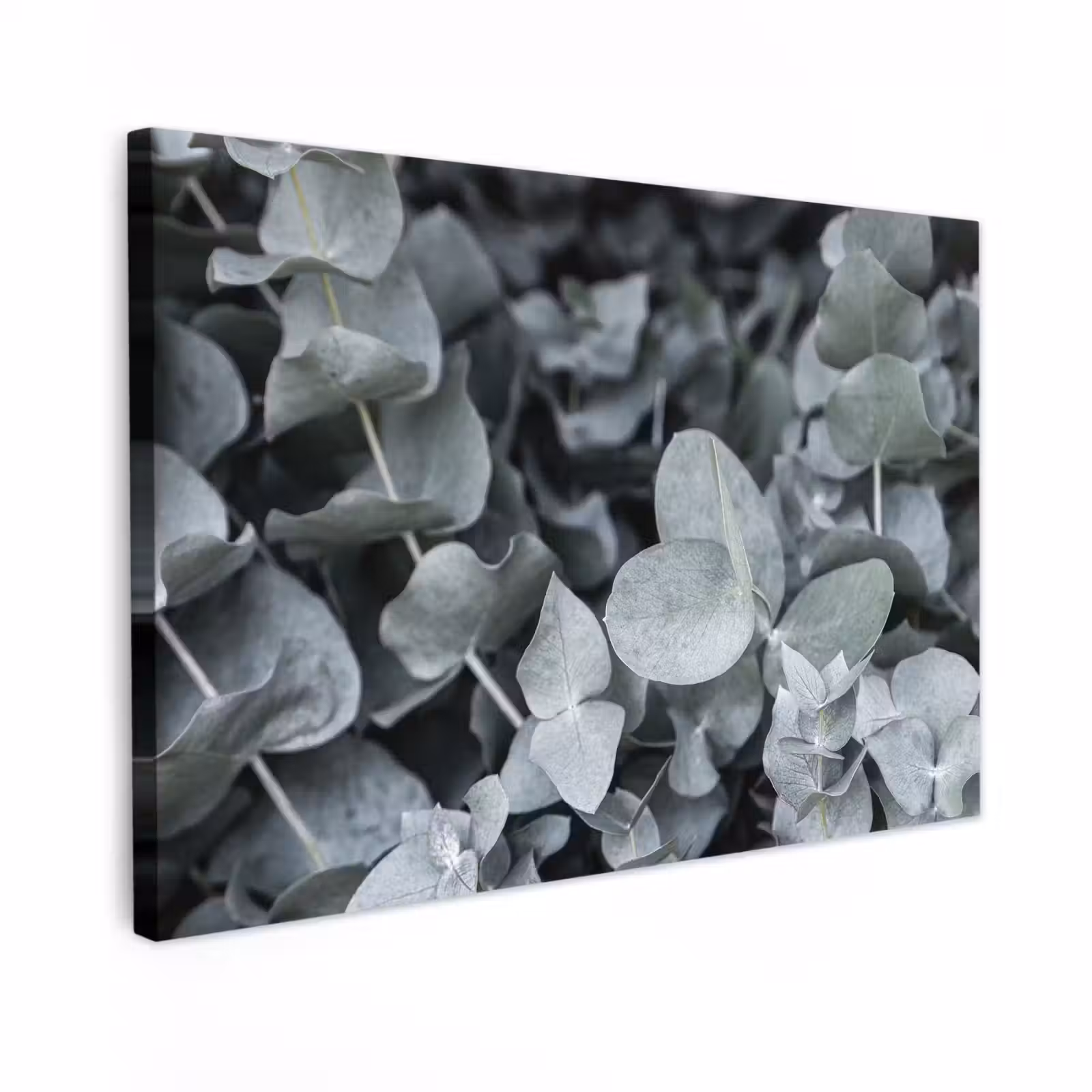 Canvas schilderij - Natuur - Planten - Eucalyptus - Bladeren — 1