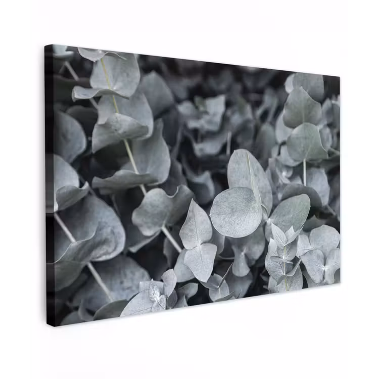 Canvas schilderij - Natuur - Planten - Eucalyptus - Bladeren — 1