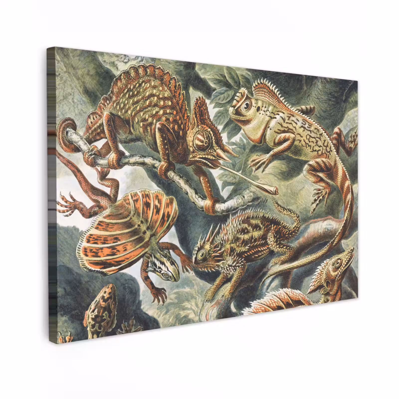 Canvas schilderij - Vintage - Kunst - Ernst Haeckel - Salamanders - Dieren — 1