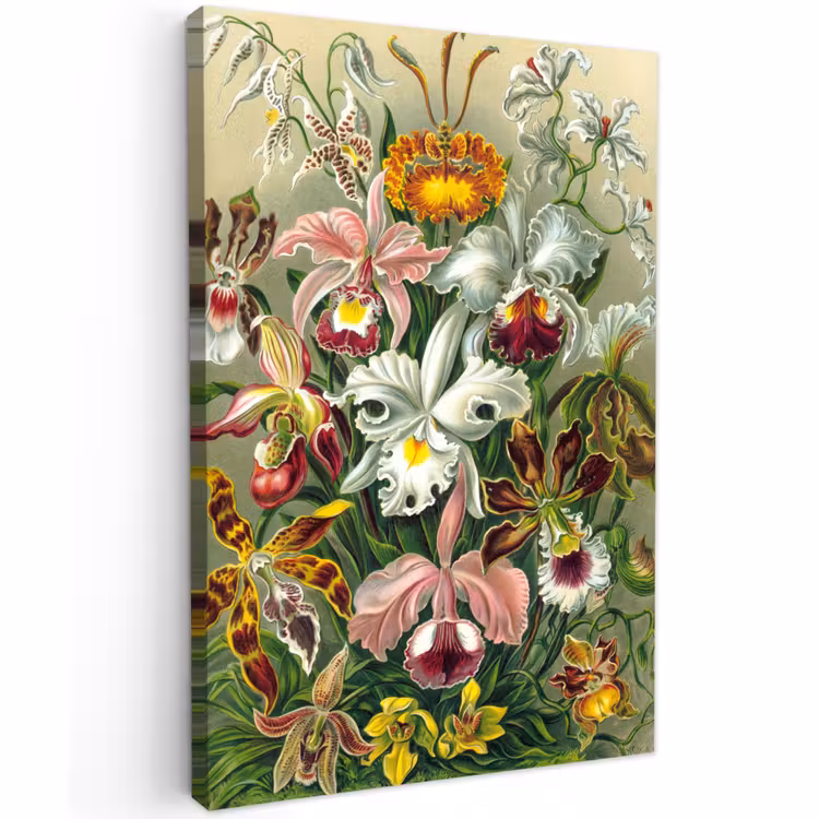 Canvas schilderij - Planten - Natuur - Bloemen - Ernst Haeckel — 1