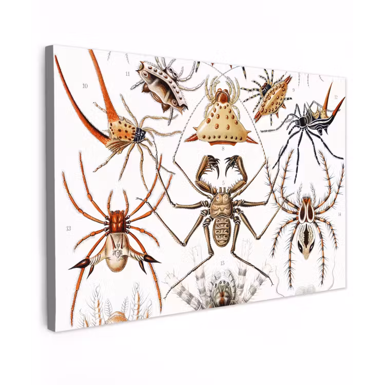 Canvas schilderij - Retro - Spin - Ernst Haeckel - Spinnen — 1