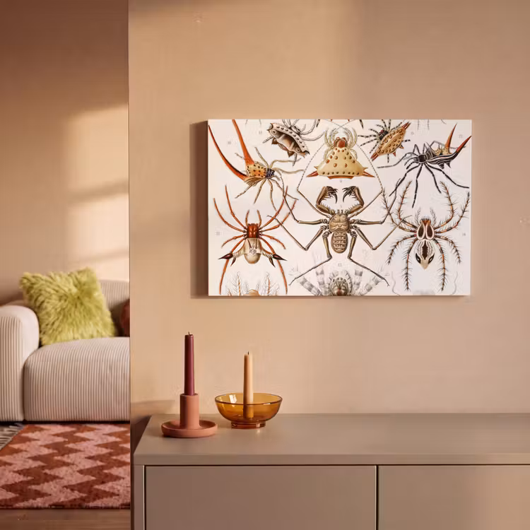 Canvas schilderij - Retro - Spin - Ernst Haeckel - Spinnen — 2