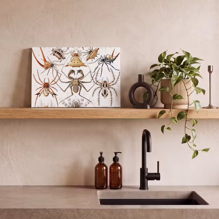 Canvas schilderij - Retro - Spin - Ernst Haeckel - Spinnen — 3