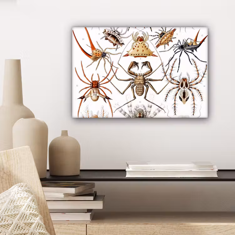 Canvas schilderij - Retro - Spin - Ernst Haeckel - Spinnen — 5