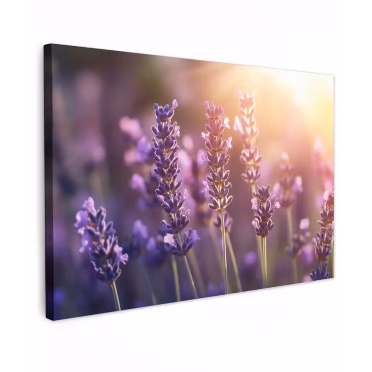Canvas schilderij - Lavendelbloemen - Paars - Zonlicht — 1