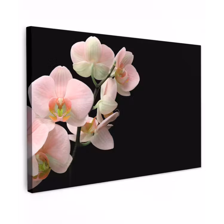 Canvas schilderij - Orchidee - Bloemen - Roze - Stilleven - Flora — 1