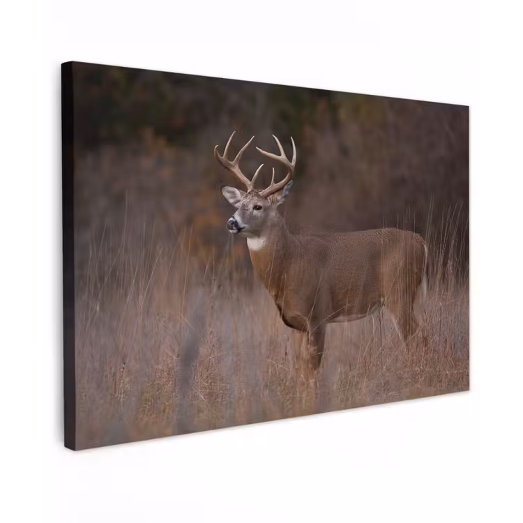 Canvas schilderij - Herfst - Hert - Gras - Natuur - Dieren — 1