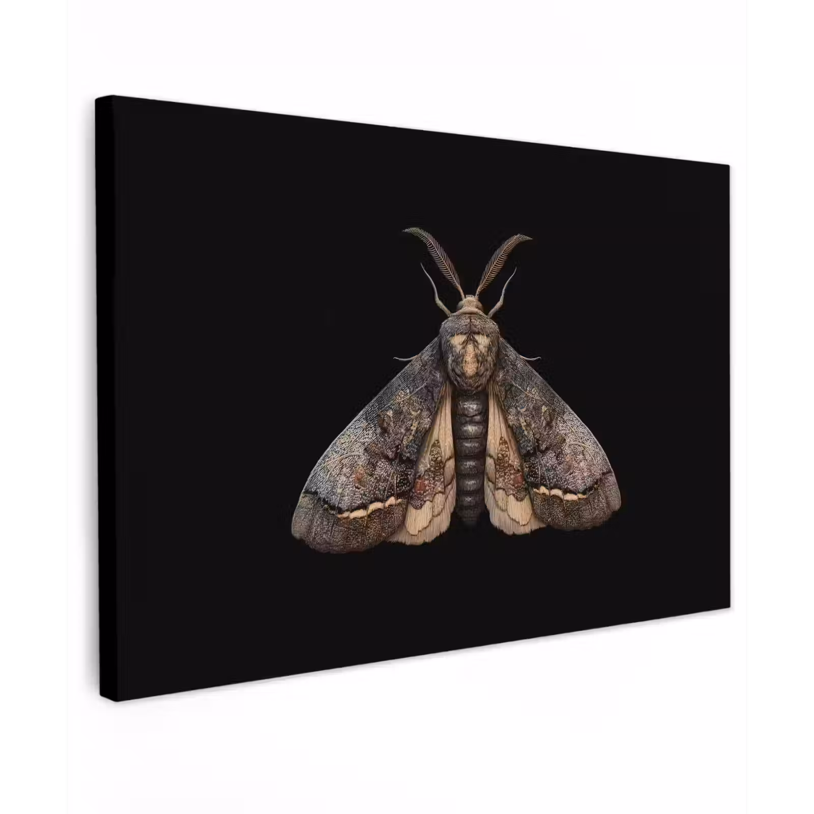 Canvas schilderij - Mot - Bladachtig - Grijs — 1