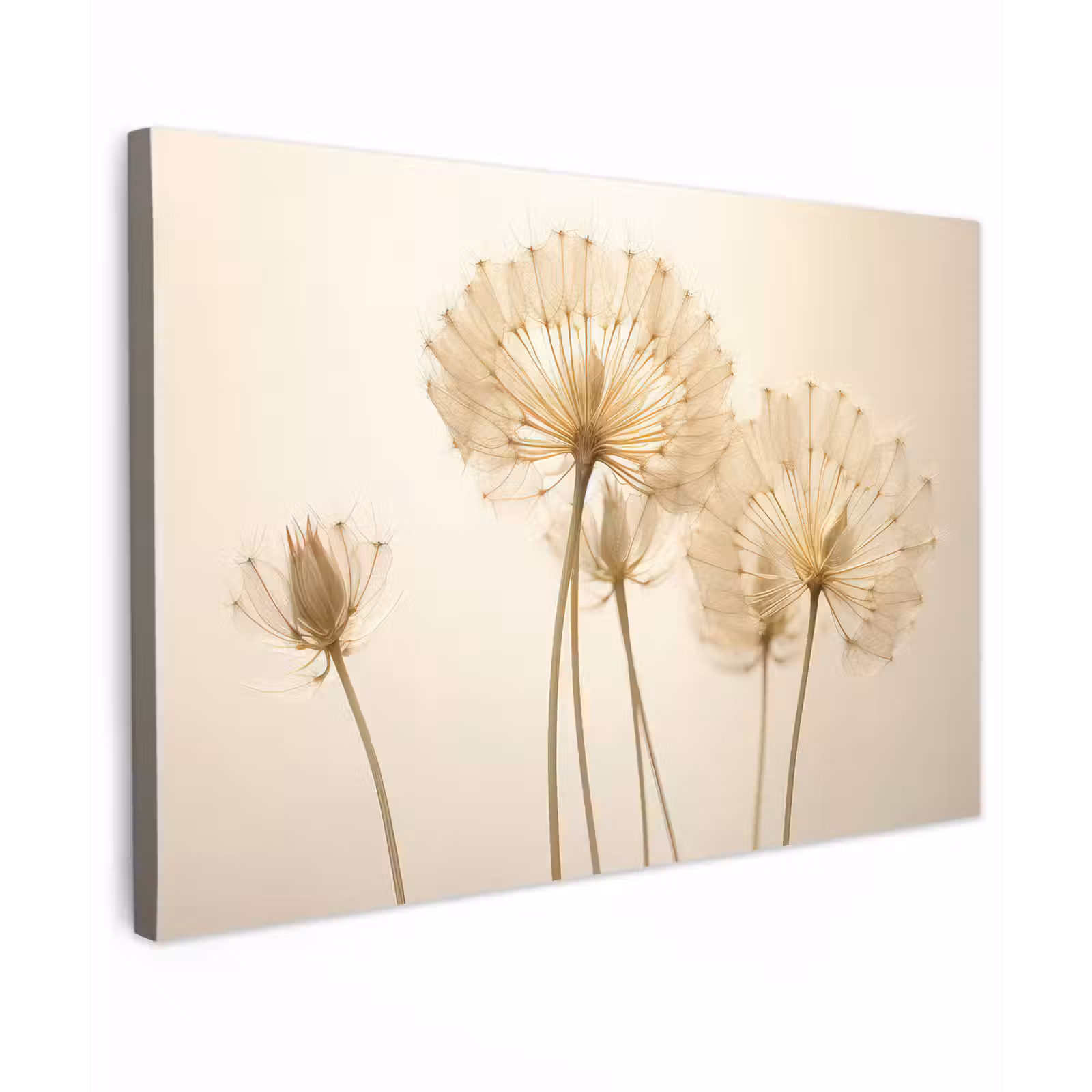 Canvas schilderij - Zonlicht - Dandelion - Bloem - Wit — 1
