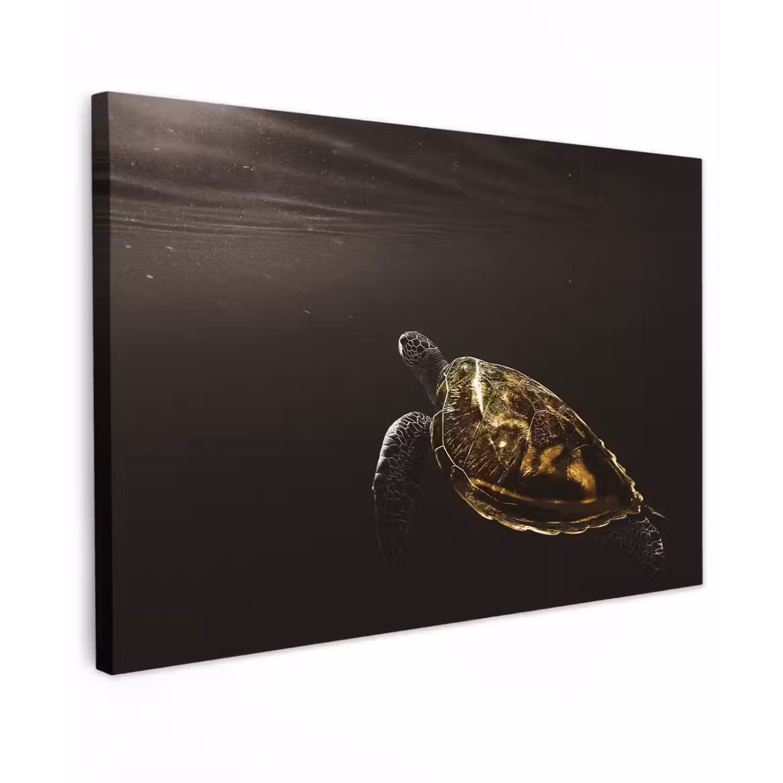 Canvas schilderij - Schildpad - Zwart - Goud — 1