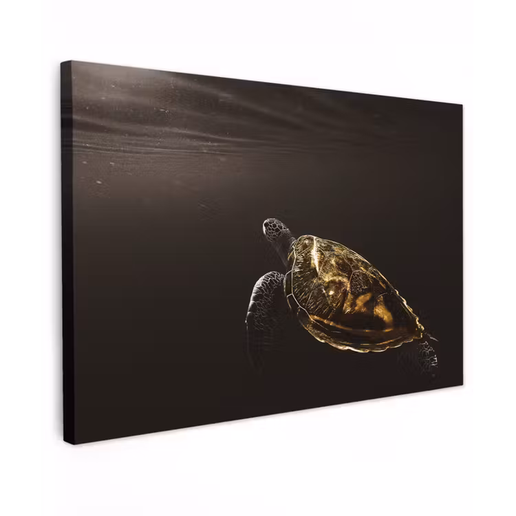 Canvas schilderij - Schildpad - Zwart - Goud — 1