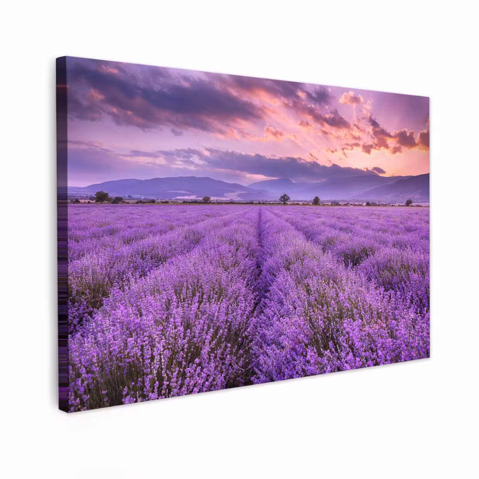 Canvas schilderij - Lavendel - Paars - Bloemen - Veld — 1