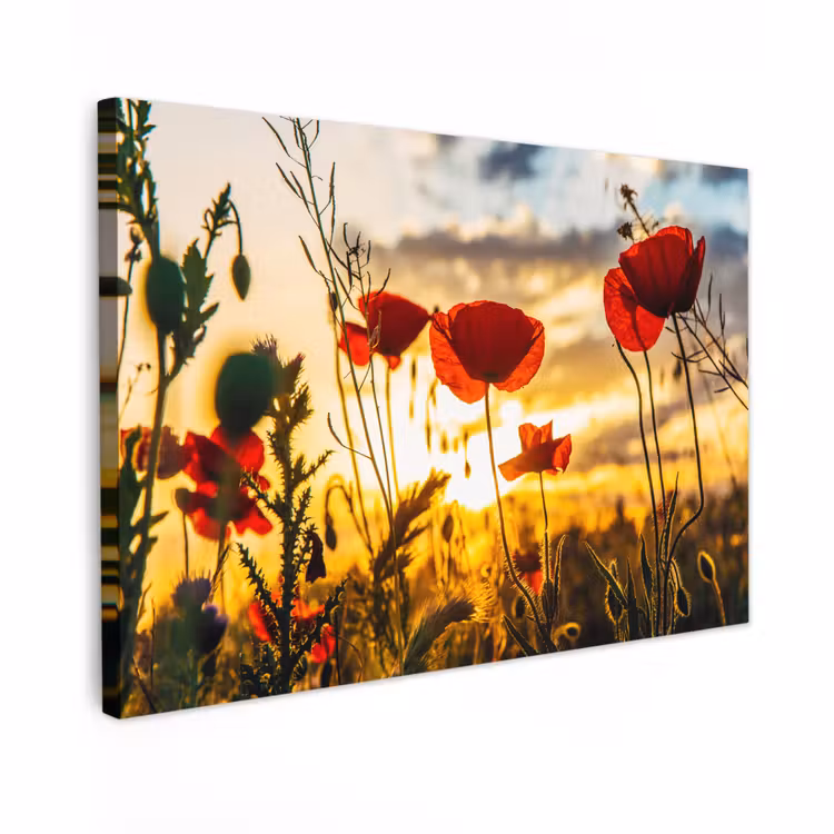 Canvas schilderij - Rode papavers bij een zonsopkomst — 1