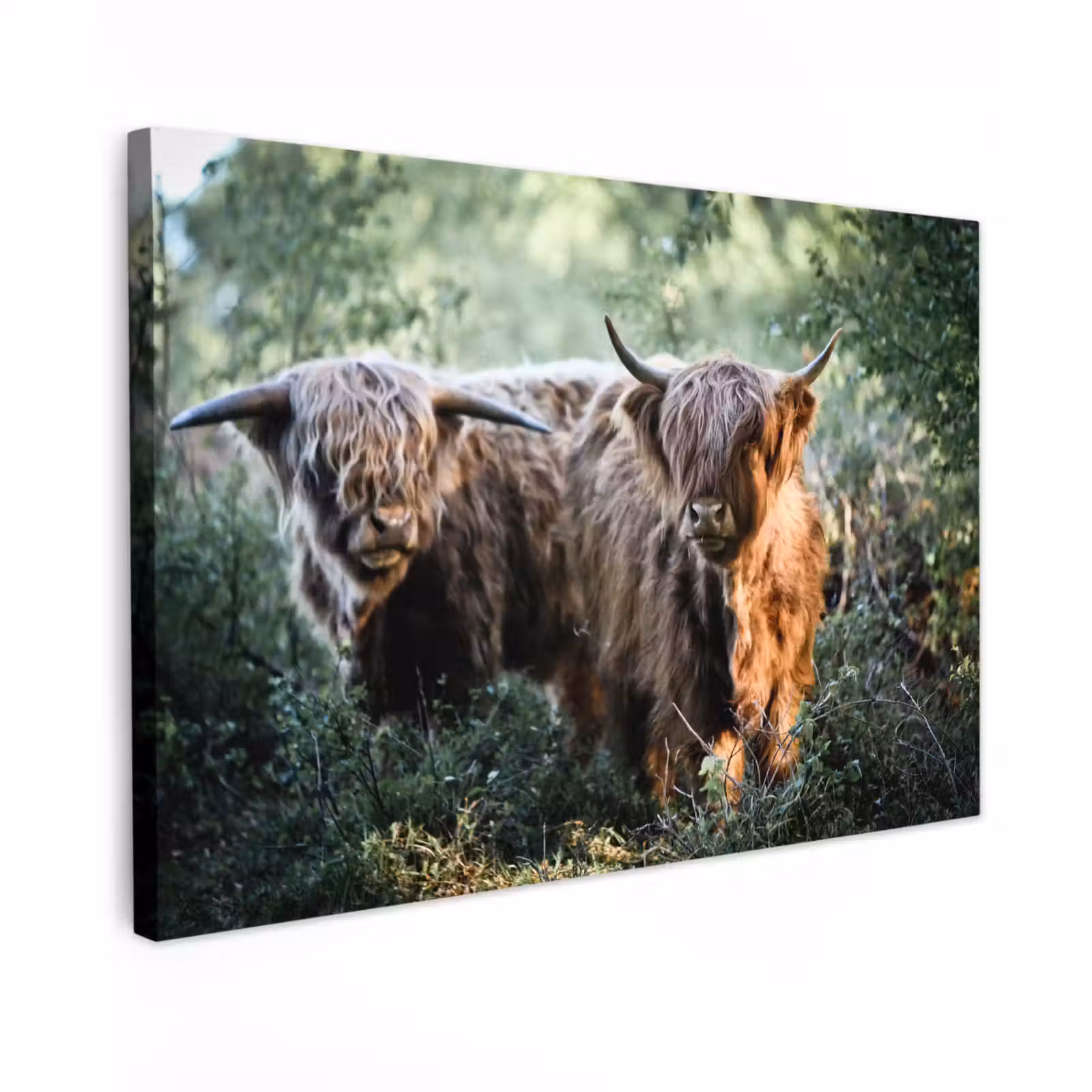 Canvas schilderij - Schotse Hooglanders - Bos - Dieren — 1