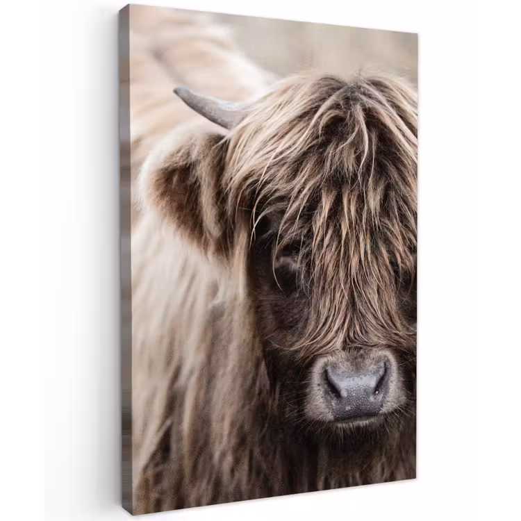 Canvas schilderij - Schotse Hooglander - Dieren - Hoorn — 1