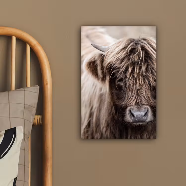Canvas schilderij - Schotse Hooglander - Dieren - Hoorn — 3