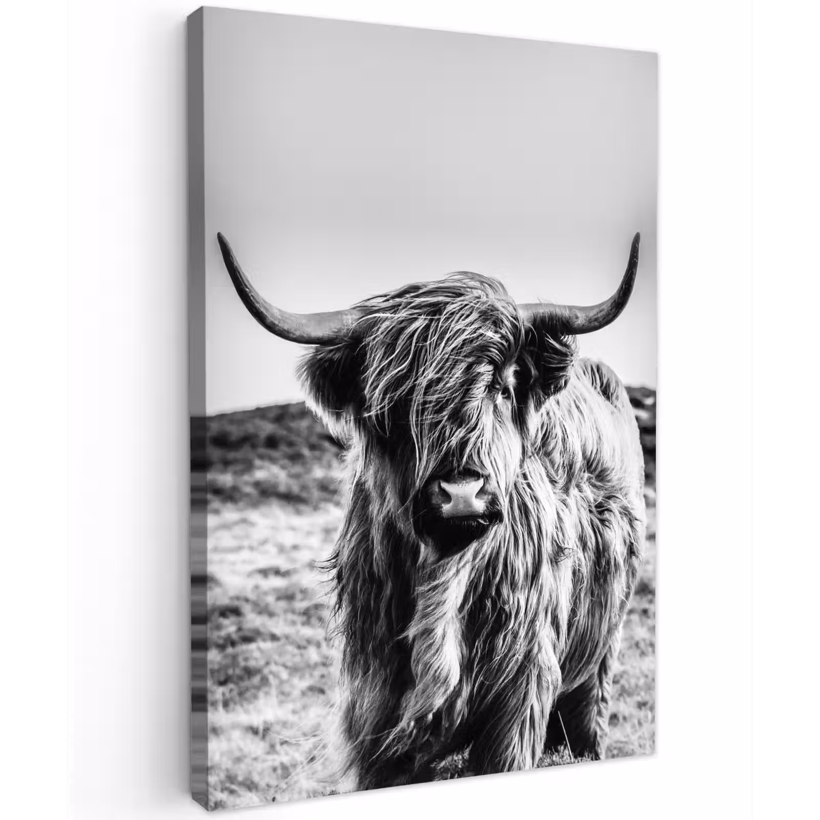 Canvas schilderij - Schotse hooglander - Zwart - Wit — 1