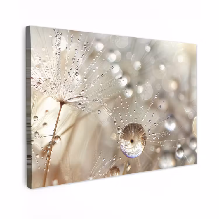 Canvas schilderij - Paardenbloemzaden - Water - Beige - Botanisch — 1