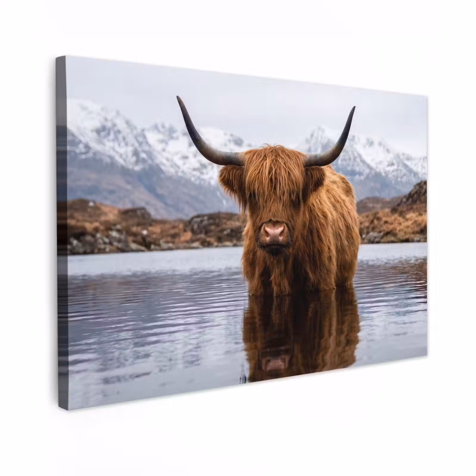 Canvas schilderij - Schotse hooglander - Bruin - Water — 1