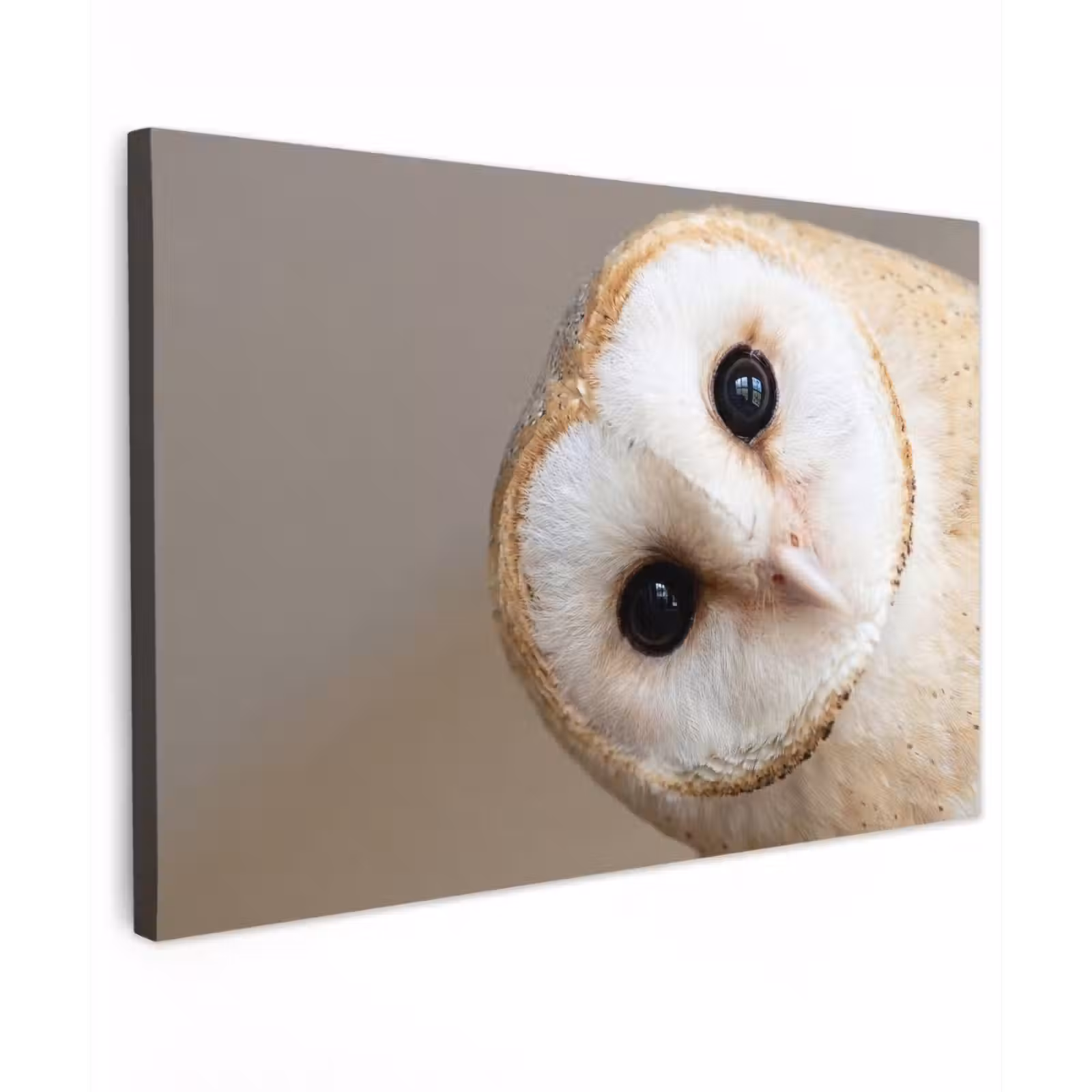 Canvas schilderij - Uil - Bruin - Wit — 1