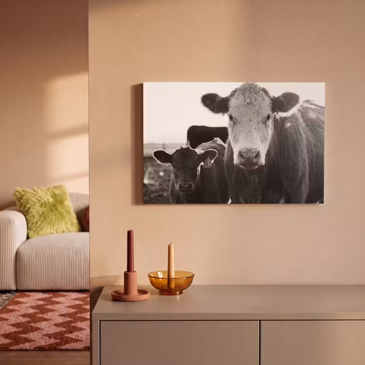 Canvas schilderij - Koeien - Zwart - Wit — 2