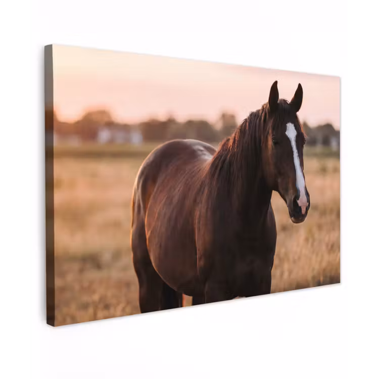 Canvas schilderij - Paard - Zonsondergang - Bruin — 1