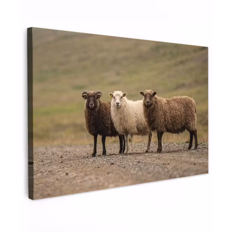 Canvas schilderij - Schapen - Bruin - Wit - Grindpad — 1