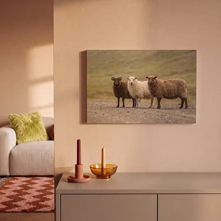 Canvas schilderij - Schapen - Bruin - Wit - Grindpad — 2