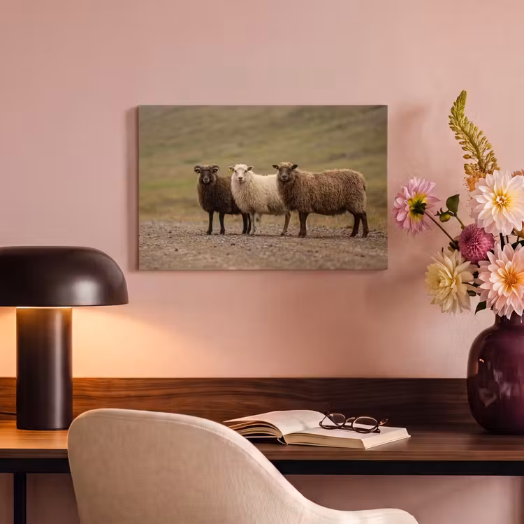 Canvas schilderij - Schapen - Bruin - Wit - Grindpad — 4