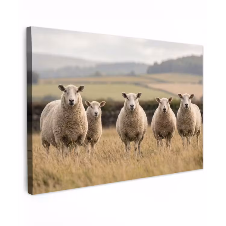 Canvas schilderij - Schapen - Weidenlandschap - Heuvels — 1