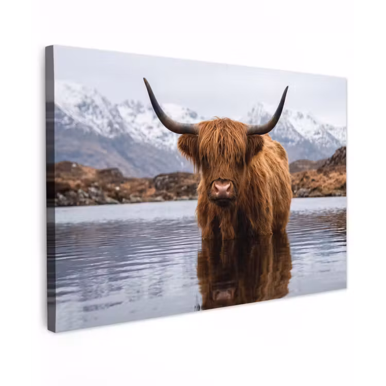 Canvas schilderij - Schotse hooglander - Bruin - Water — 1