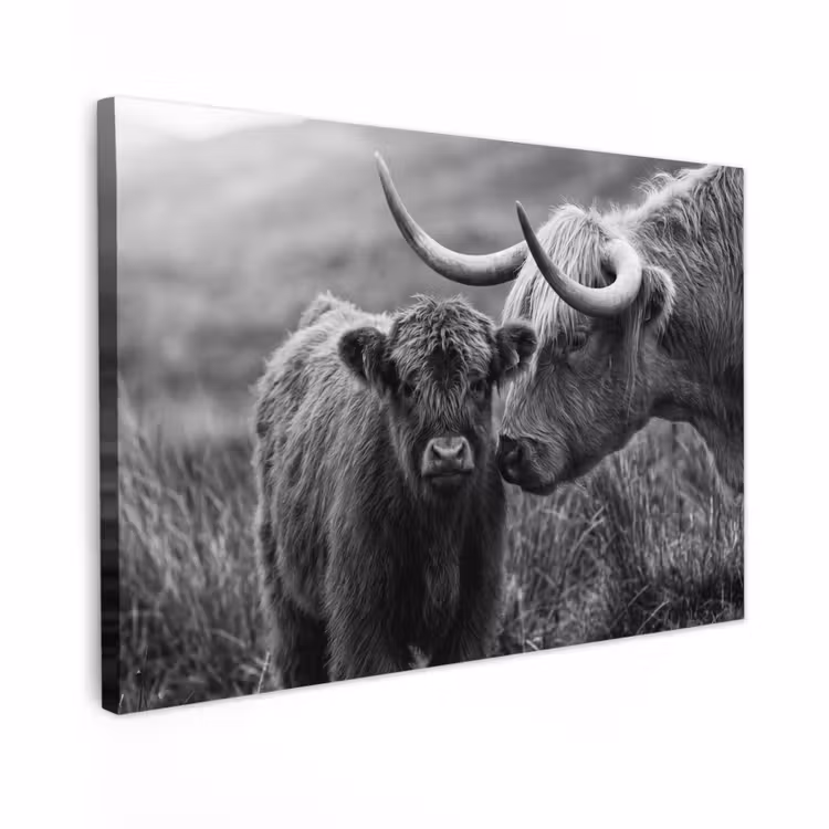 Canvas schilderij - Schotse hooglander - Kalf - Zwart - Wit — 1