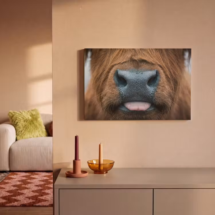 Canvas schilderij - Schotse hooglander - Neus - Bruin — 2