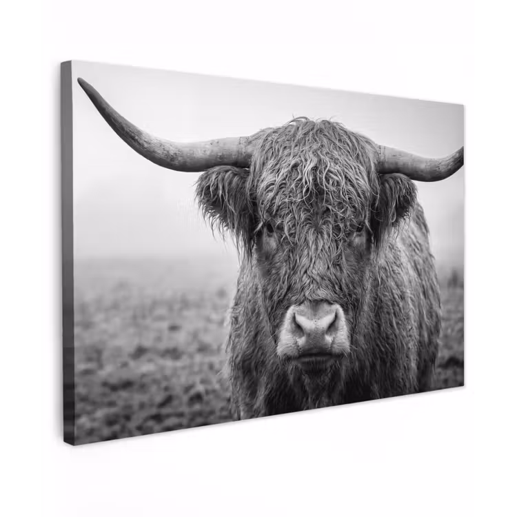 Canvas schilderij - Schotse hooglander - Zwart - Wit - Gras — 1