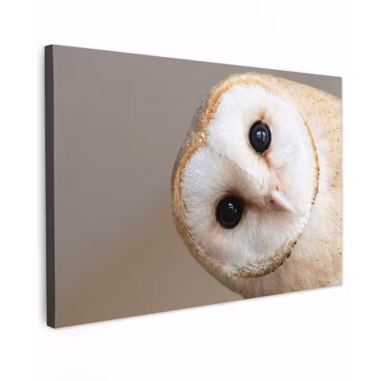Canvas schilderij - Uil - Bruin - Wit — 1