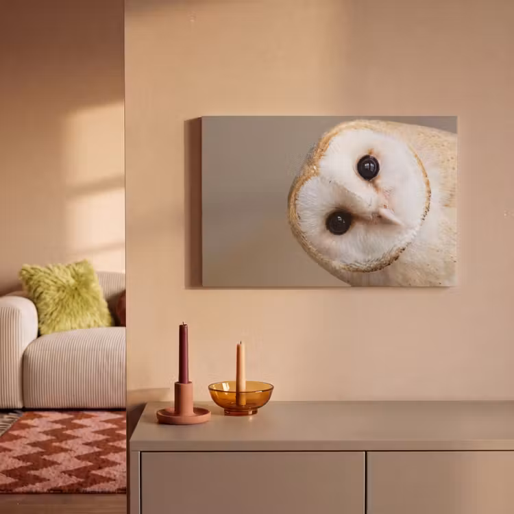 Canvas schilderij - Uil - Bruin - Wit — 2