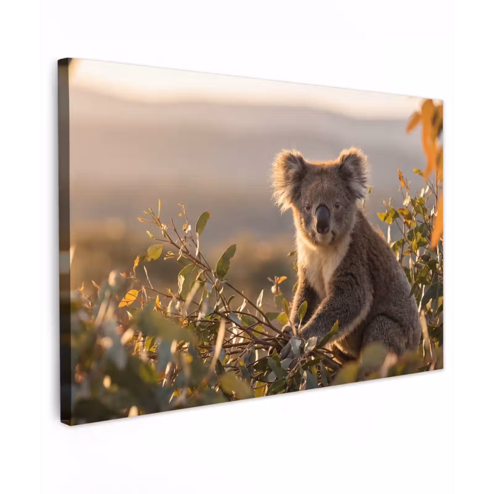 Canvas schilderij - Koala - Bladeren - Ochtendlicht — 1