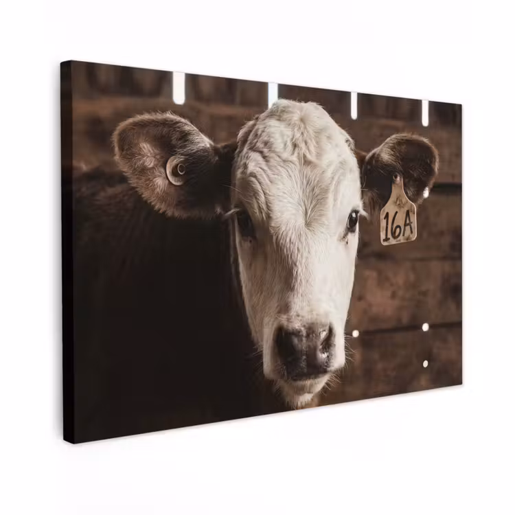 Canvas schilderij - Kalf - Oormerk - Houten stal — 1