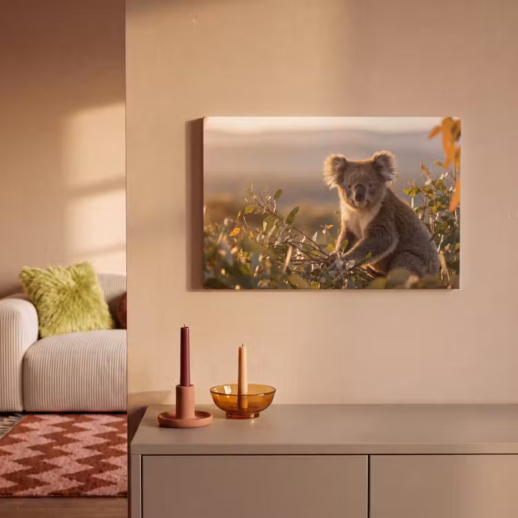 Canvas schilderij - Koala - Bladeren - Ochtendlicht — 2