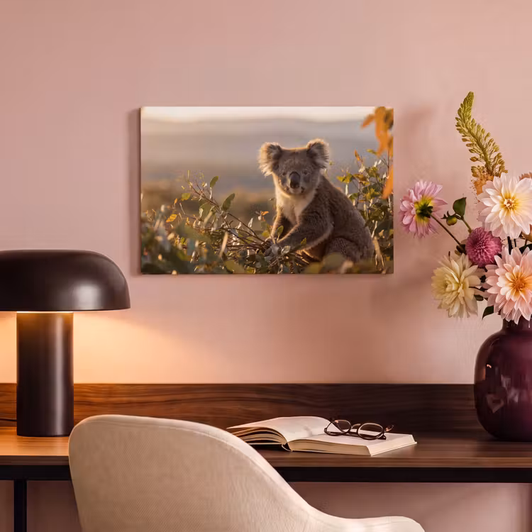 Canvas schilderij - Koala - Bladeren - Ochtendlicht — 4