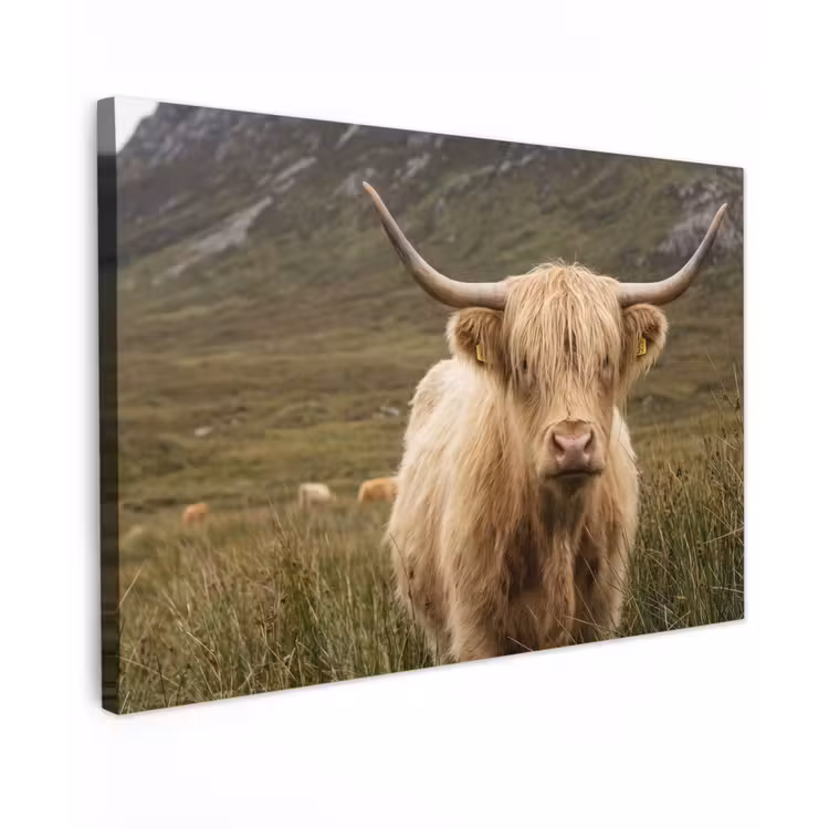 Canvas schilderij - Schotse hooglander - Bergen - Grasveld — 1