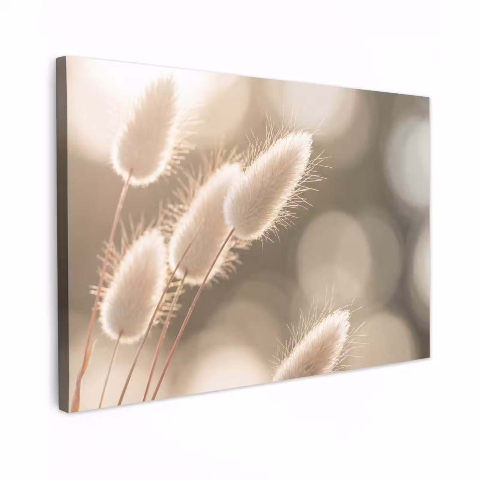 Canvas schilderij - Hazestaartgras - Wit - Zonlicht — 1