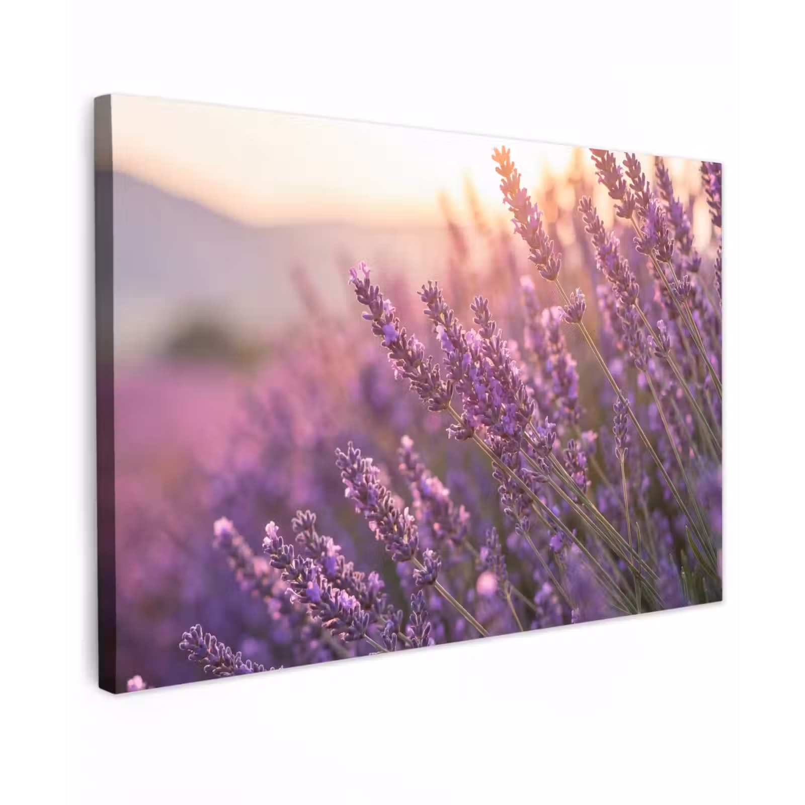 Canvas schilderij - Lavendel - Paars - Zonlicht — 1