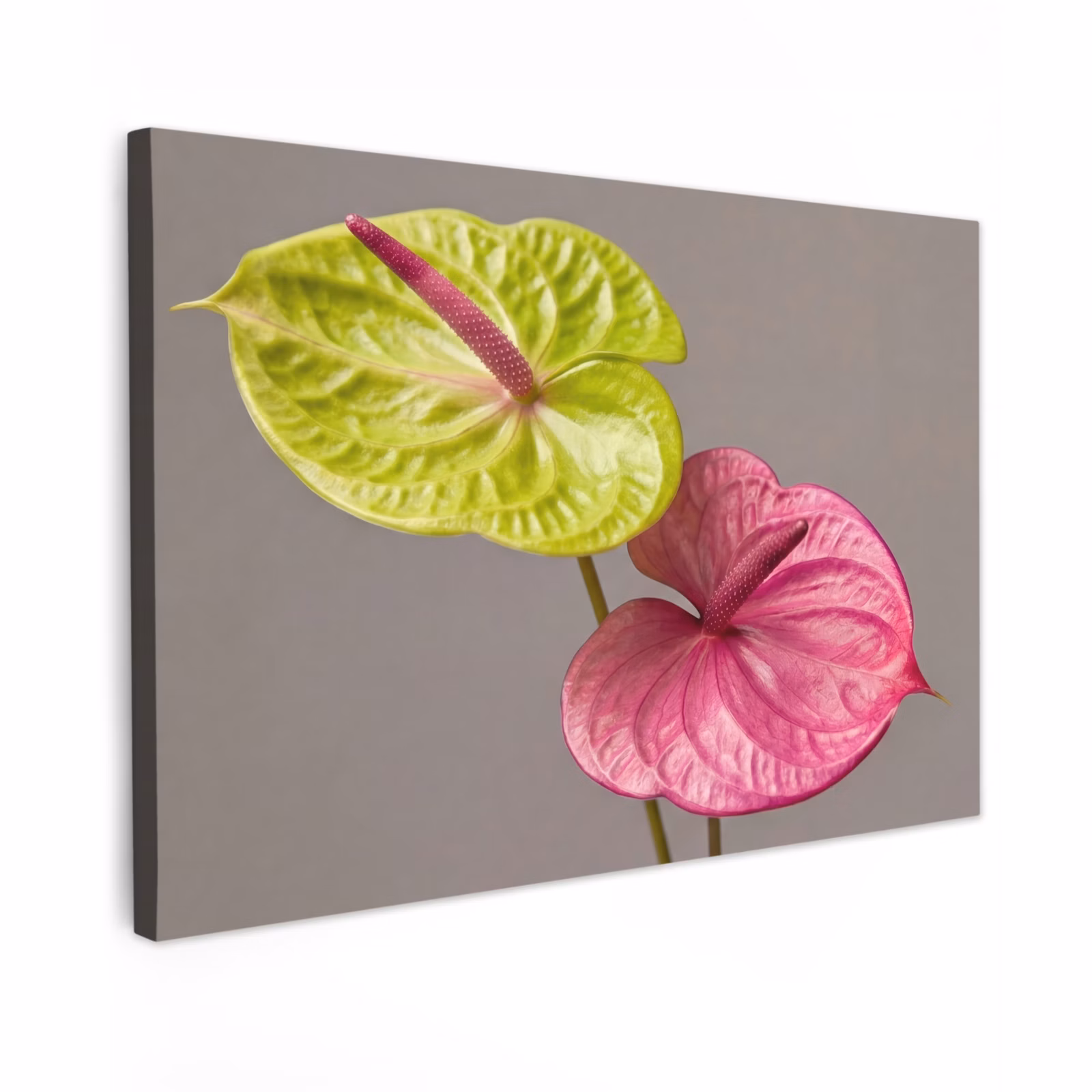 Canvas schilderij - Planten - Anthurium - Groen - Roze — 1