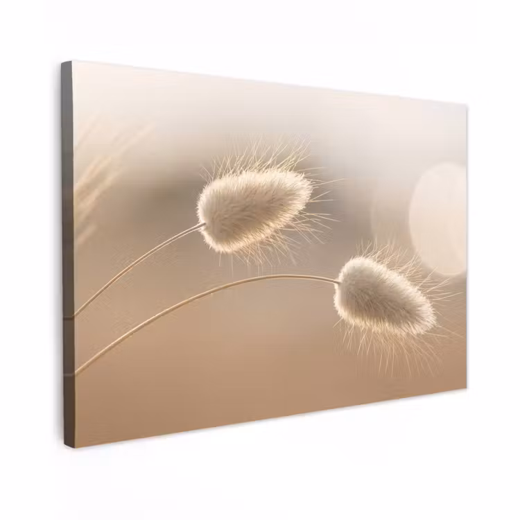 Canvas schilderij - Hazestaartgras - Graanharen - Zonlicht — 1