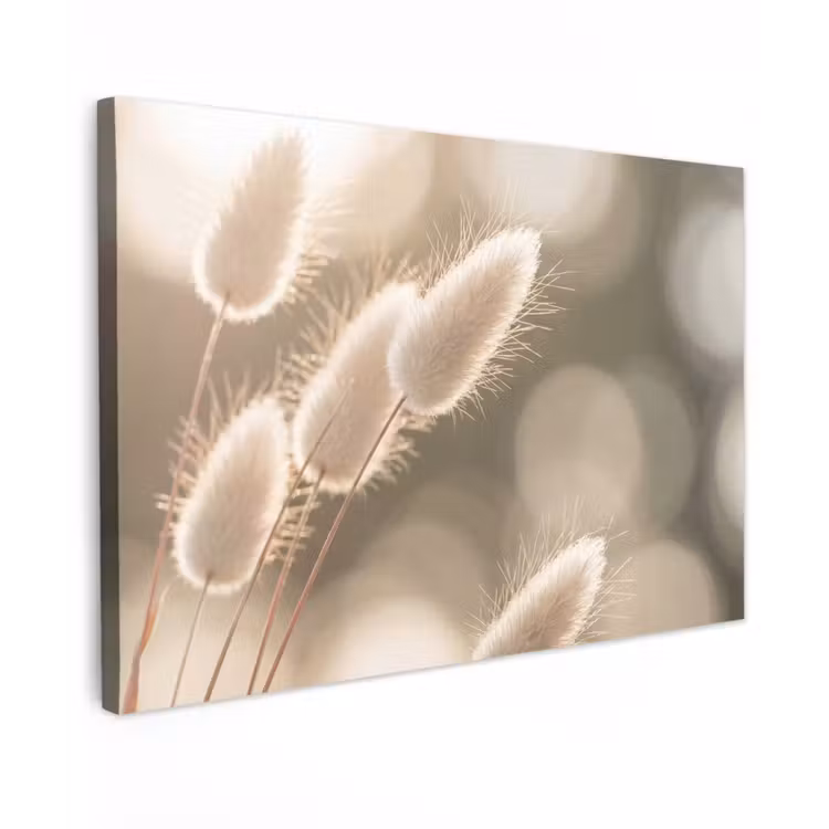 Canvas schilderij - Hazestaartgras - Wit - Zonlicht — 1