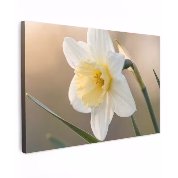 Canvas schilderij - Narcis - Bloem - Minimalistisch — 1