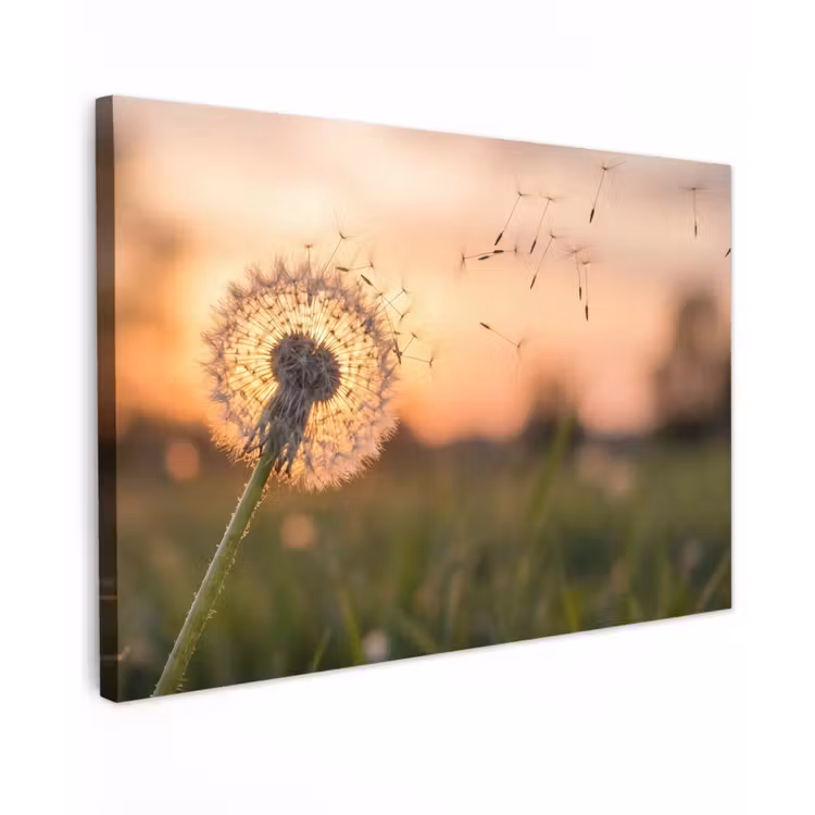 Canvas schilderij - Paardenbloem - Zonsondergang - Veld — 1