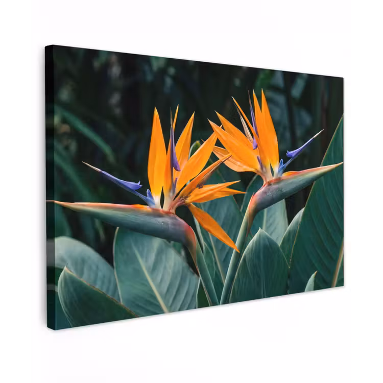 Canvas schilderij - Paradijsvogel - Bloem - Exotisch — 1